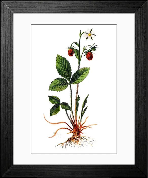 Framed Print : Fragaria vesca, commonly called wild strawberry, woodland strawberry, Alpine strawberry, Carpathian Strawberry, European strawberry, or fraisier des bois Framed Print : Fragaria vesca, commonly called wild strawberry, woodland strawberry, Alpine strawberry, Carpathian Strawberry, European strawberry, or fraisier des bois