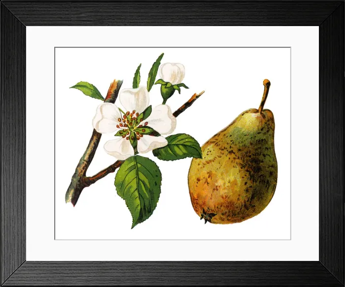 Framed Print : Pyrus communis, known as the European pear or common pear Framed Print : Pyrus communis, known as the European pear or common pear