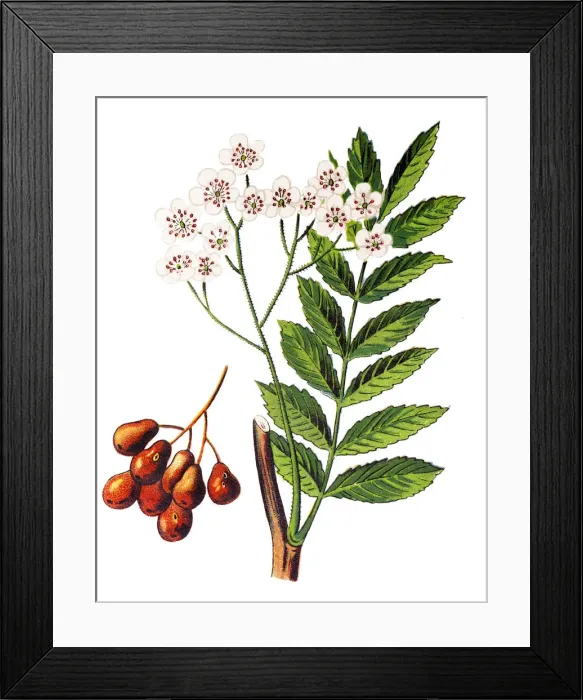 Framed Print : Pyrus communis, known as the European pear or common pear Framed Print : Pyrus communis, known as the European pear or common pear
