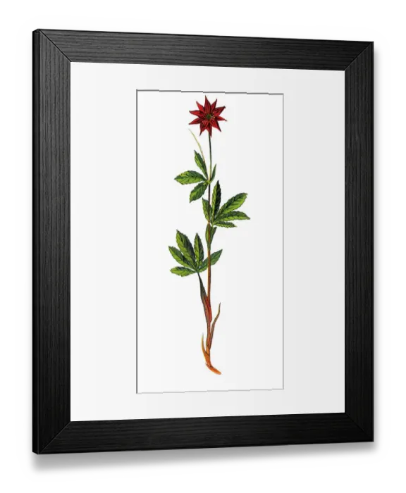 Framed Print : Comarum palustre, purple marshlocks, swamp cinquefoil and marsh cinquefoil Framed Print : Comarum palustre, purple marshlocks, swamp cinquefoil and marsh cinquefoil