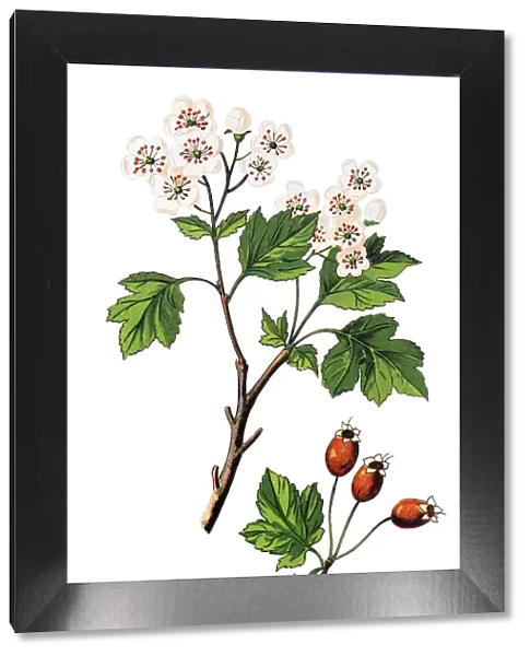 Crataegus laevigata, known as the midland hawthorn, English hawthorn, woodland hawthorn or mayflower