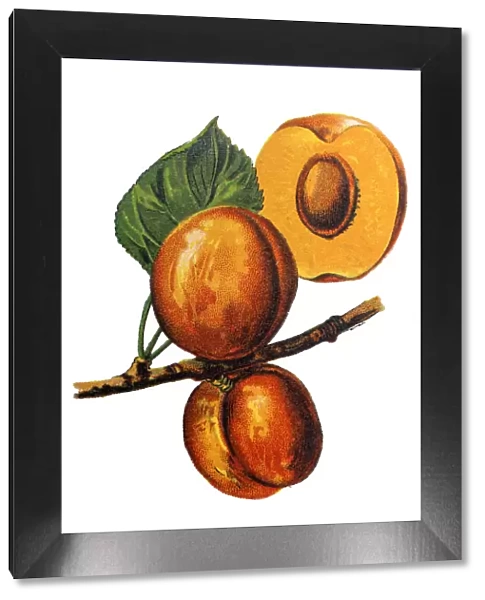Prunus armeniaca (meaning Armenian plum) also called ansu apricot, Siberian apricot, Tibetan apricot