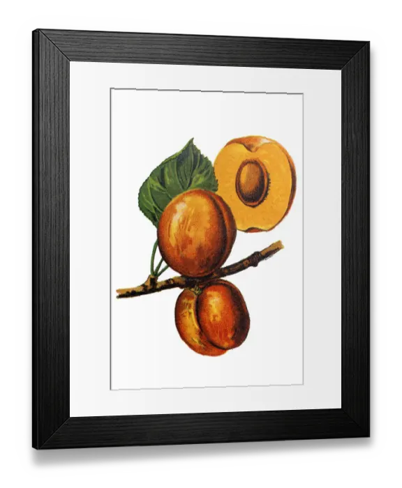 Framed Print : Prunus armeniaca (meaning Armenian plum) also called ansu apricot, Siberian apricot, Tibetan apricot Framed Print : Prunus armeniaca (meaning Armenian plum) also called ansu apricot, Siberian apricot, Tibetan apricot