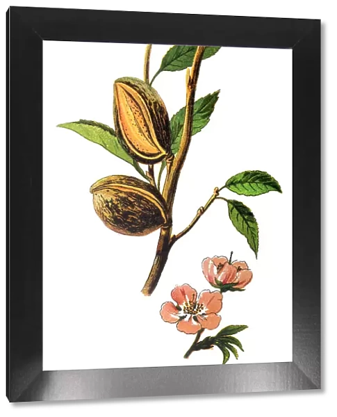 The almond (Prunus dulcis, syn. Prunus amygdalus)