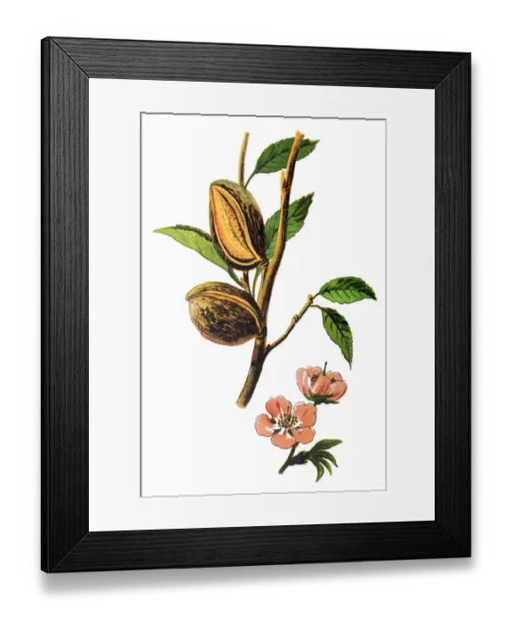 Framed Print : The almond (Prunus dulcis, syn. Prunus amygdalus) Framed Print : The almond (Prunus dulcis, syn. Prunus amygdalus)