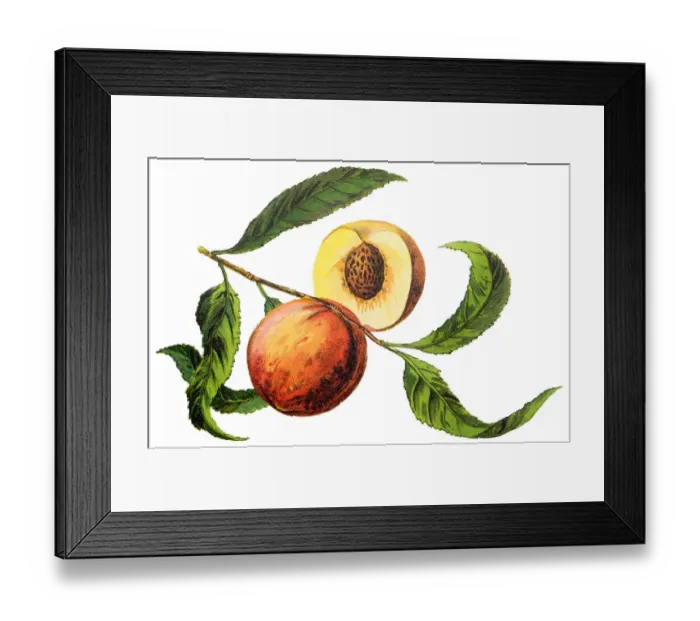 Framed Print : The peach (Prunus persica) Framed Print : The peach (Prunus persica)