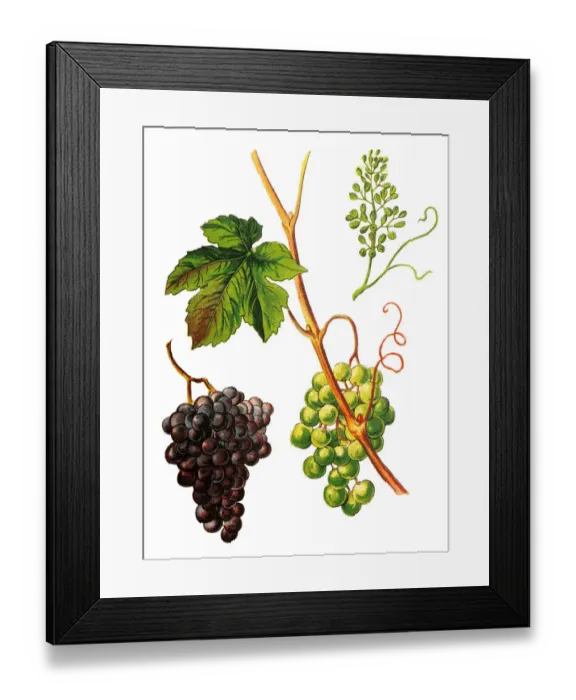 Framed Print : Vitis vinifera (common grape vine) Framed Print : Vitis vinifera (common grape vine)