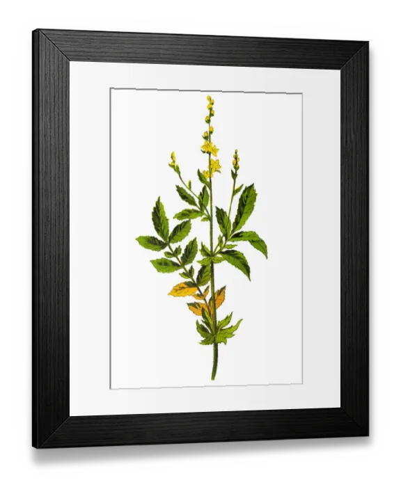 Framed Print : Agrimonia eupatoria referred to as common agrimony, church steeples or sticklewort Framed Print : Agrimonia eupatoria referred to as common agrimony, church steeples or sticklewort