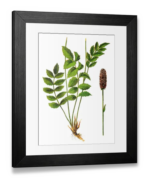Framed Print : Great Burnet, Sanguisorba officinalis Framed Print : Great Burnet, Sanguisorba officinalis