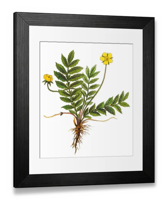 Framed Print : Argentina anserina, known by the common names silverweed, common silverweed or silver cinquefoil Framed Print : Argentina anserina, known by the common names silverweed, common silverweed or silver cinquefoil
