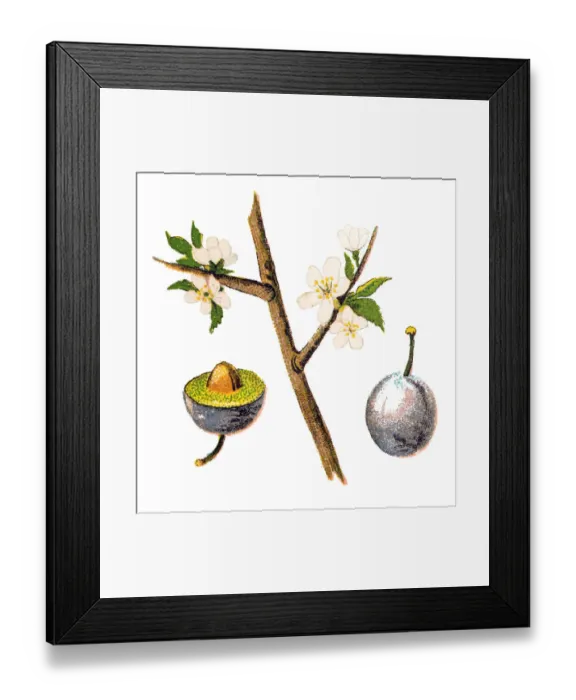 Framed Print : Prunus spinosa, called blackthorn or sloe