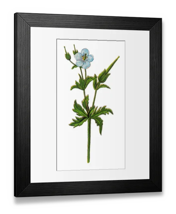 Framed Print : Geranium pratense, Blue Meadow Cranesbill, the meadow crane s-bill or meadow geranium Framed Print : Geranium pratense, Blue Meadow Cranesbill, the meadow crane s-bill or meadow geranium