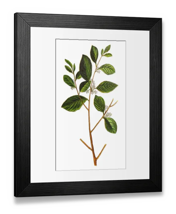 Framed Print : Rhamnus frangula, (Frangula alnus), the alder buckthorn Framed Print : Rhamnus frangula, (Frangula alnus), the alder buckthorn
