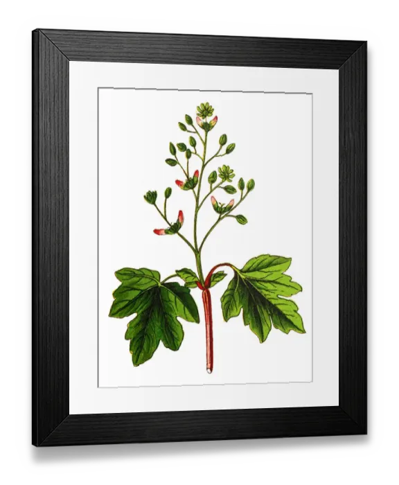 Framed Print : Acer campestre, known as the field maple Framed Print : Acer campestre, known as the field maple