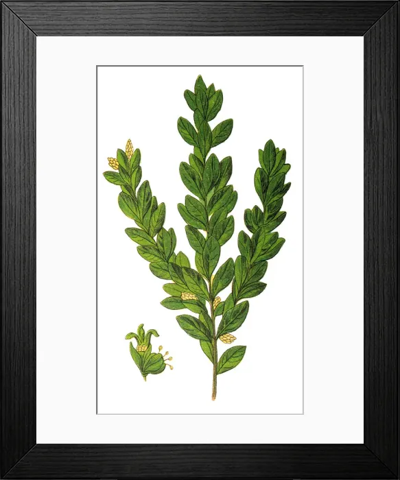 Framed Print : Buxus sempervirens, the common box, European box, or boxwood Framed Print : Buxus sempervirens, the common box, European box, or boxwood