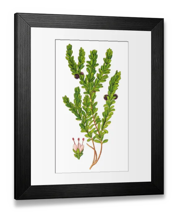Framed Print : Empetrum nigrum, crowberry, black crowberry, blackberry Framed Print : Empetrum nigrum, crowberry, black crowberry, blackberry