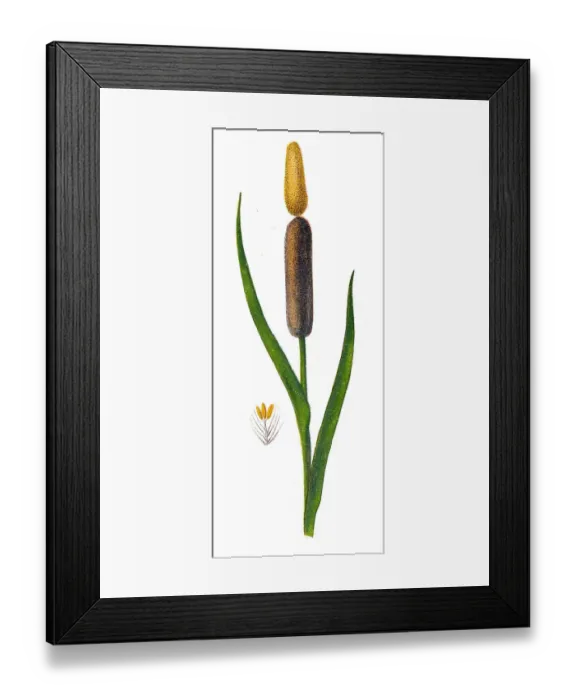 Framed Print : Typha latifolia (broadleaf cattail, bulrush, common bulrush, common cattail, cat-o -nine-tails, great reedmace, coopers reed, cumbungi) Framed Print : Typha latifolia (broadleaf cattail, bulrush, common bulrush, common cattail, cat-o -nine-tails, great reedmace, coopers reed, cumbungi)