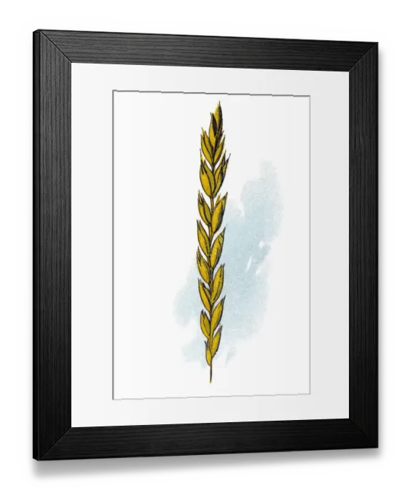 Framed Print : Spelt (Triticum spelta), also known as dinkel wheat or hulled wheat Framed Print : Spelt (Triticum spelta), also known as dinkel wheat or hulled wheat