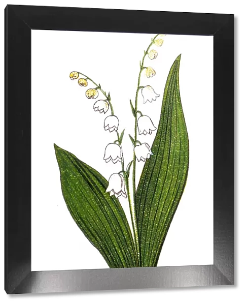 Lily of the valley (Convallaria majalis) May bells, Our Ladys tears, and Marys tears