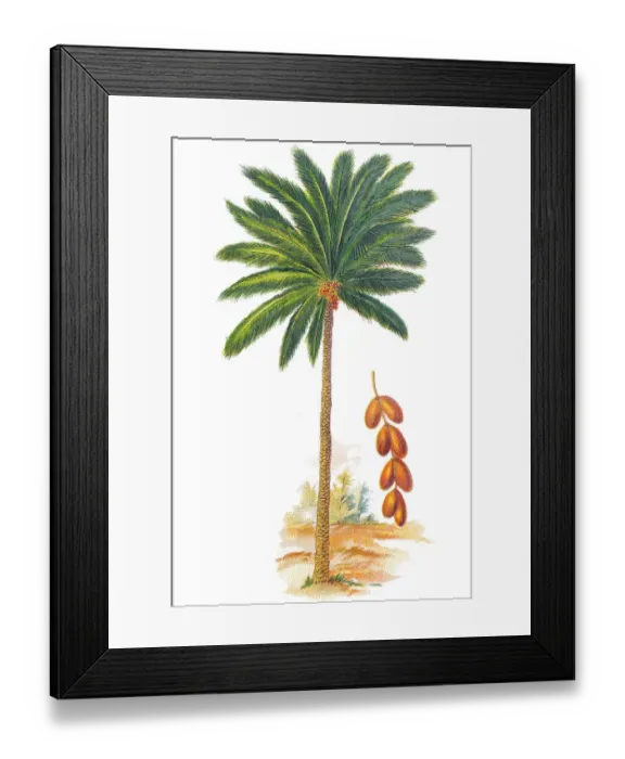 Framed Print : Phoenix dactylifera (date or date palm) Framed Print : Phoenix dactylifera (date or date palm)