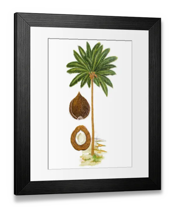 Framed Print : The coconut tree (Cocos nucifera) Framed Print : The coconut tree (Cocos nucifera)