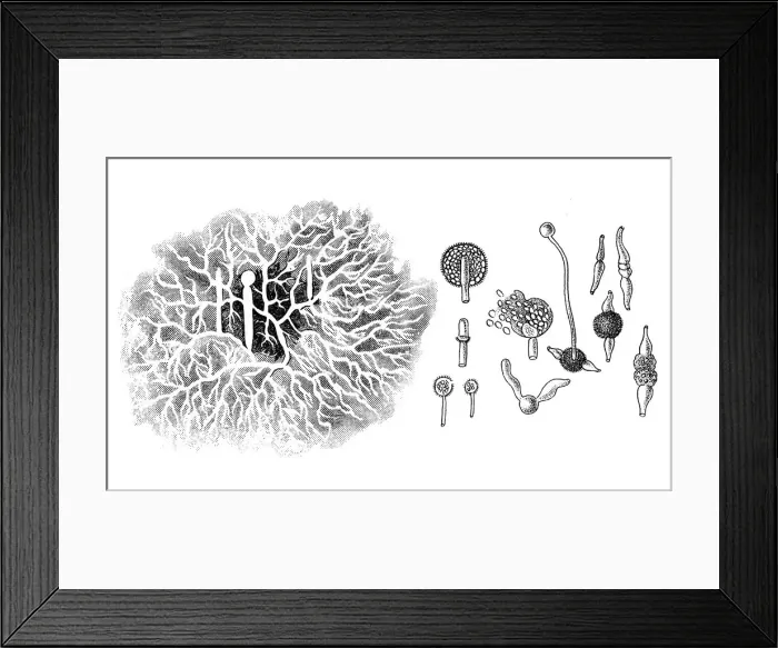 Framed Print : Mucor mucedo, commonly known as the common pinmould Framed Print : Mucor mucedo, commonly known as the common pinmould