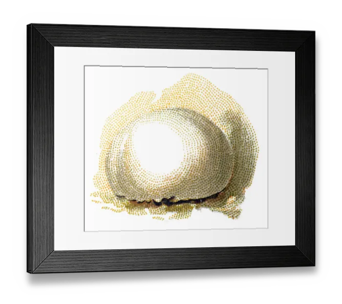 Framed Print : Bovista nigrescens, commonly referred to as the brown puffball or black bovist Framed Print : Bovista nigrescens, commonly referred to as the brown puffball or black bovist