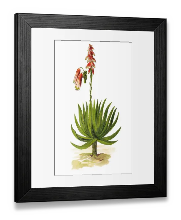 Framed Print : Aloe Vera (aloe socotrina) Framed Print : Aloe Vera (aloe socotrina)
