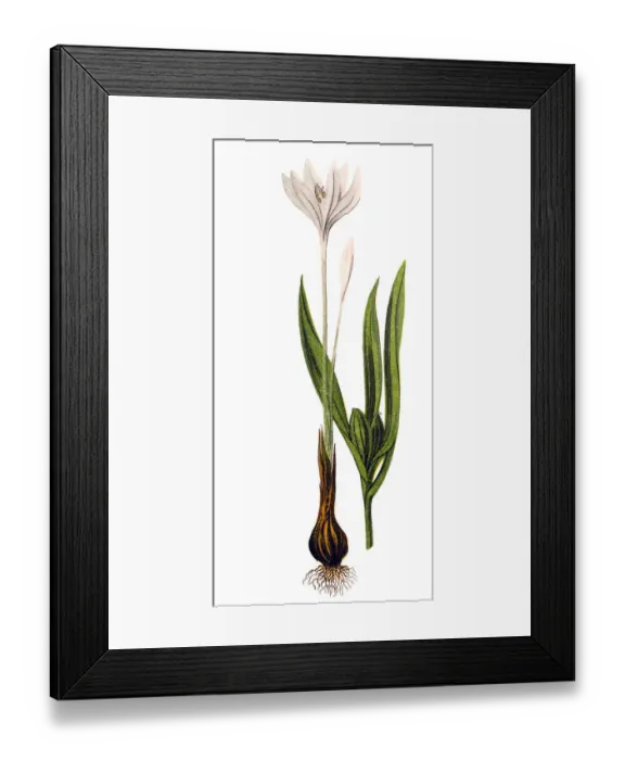 Framed Print : Colchicum autumnale, commonly known as autumn crocus, meadow saffron or naked ladies Framed Print : Colchicum autumnale, commonly known as autumn crocus, meadow saffron or naked ladies