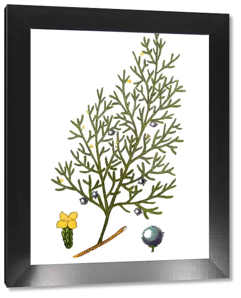 Juniperus sabina, the savin juniper or savin