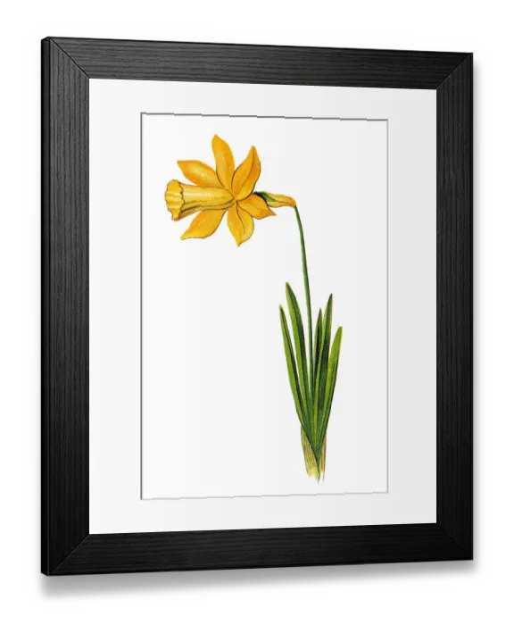 Framed Print : Narcissus pseudonarcissus (commonly known as wild daffodil or Lent lily) Framed Print : Narcissus pseudonarcissus (commonly known as wild daffodil or Lent lily)
