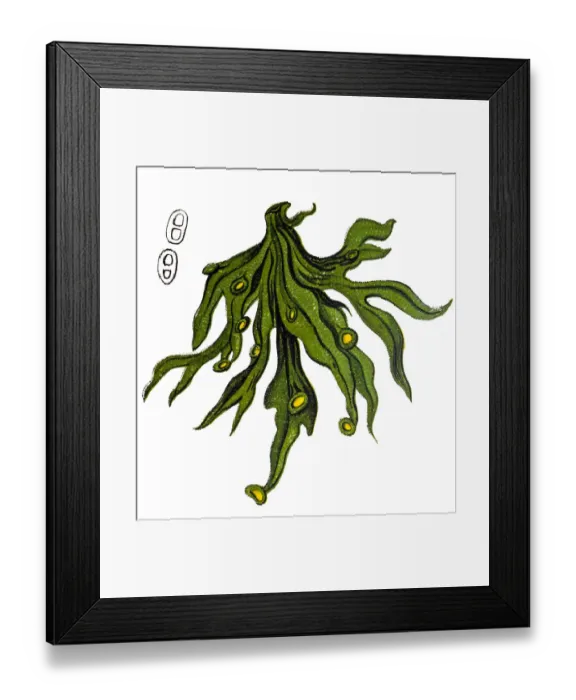 Framed Print : Cartilage Lichen, Ramalina calicaris Framed Print : Cartilage Lichen, Ramalina calicaris