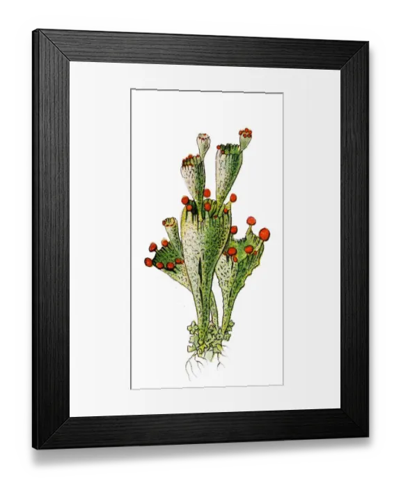 Framed Print : Cup Lichen (Cladonia coccifera)