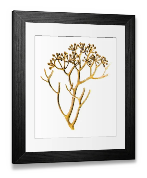 Framed Print : Cladonia rangiferina (reindeer lichen) Framed Print : Cladonia rangiferina (reindeer lichen)