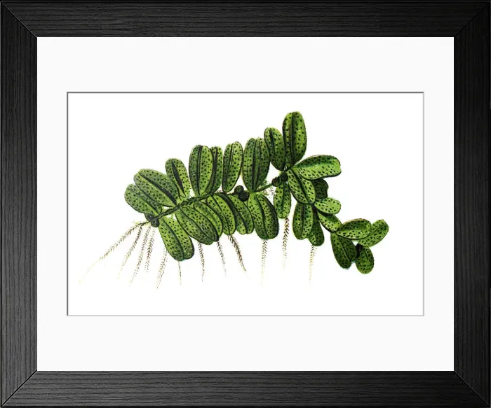 Framed Print : Floating fern (Salvinia natans) Framed Print : Floating fern (Salvinia natans)