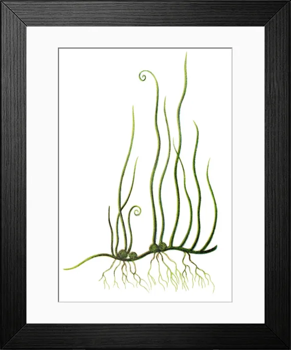Framed Print : Pilularia globulifera, or pillwort