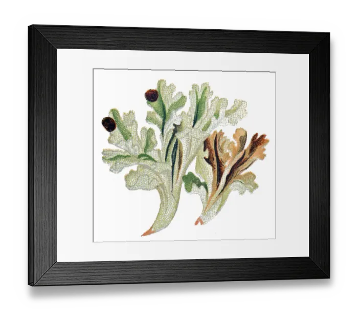 Framed Print : Iceland moss (Cetraria islandica) Framed Print : Iceland moss (Cetraria islandica)