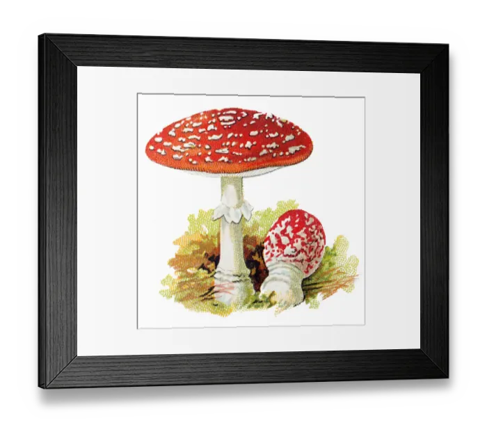 Framed Print : Amanita muscaria, commonly known as the fly agaric or fly amanita Framed Print : Amanita muscaria, commonly known as the fly agaric or fly amanita