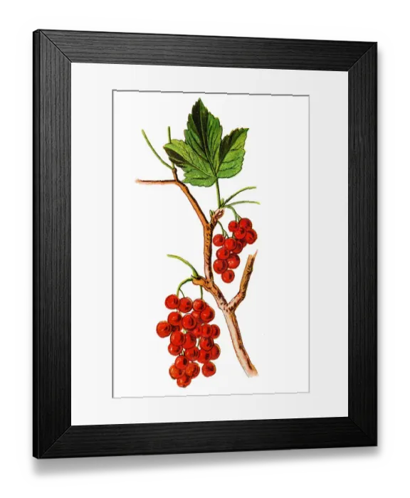 Framed Print : The redcurrant, or red currant (Ribes rubrum) Framed Print : The redcurrant, or red currant (Ribes rubrum)