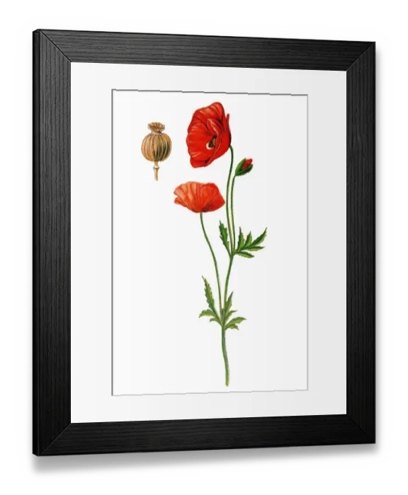 Framed Print : Papaver rhoeas (common names include common poppy, corn poppy, corn rose, field poppy, Flanders poppy or red poppy) Framed Print : Papaver rhoeas (common names include common poppy, corn poppy, corn rose, field poppy, Flanders poppy or red poppy)