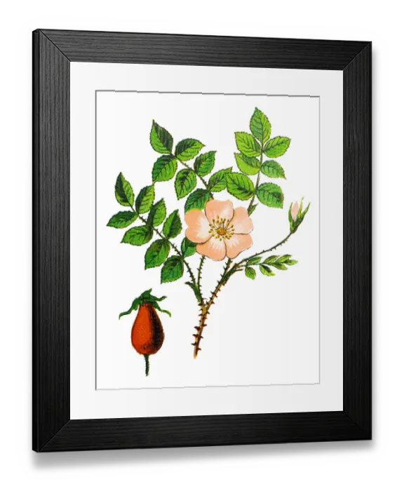 Framed Print : Rosa canina, commonly known as the dog rose Framed Print : Rosa canina, commonly known as the dog rose