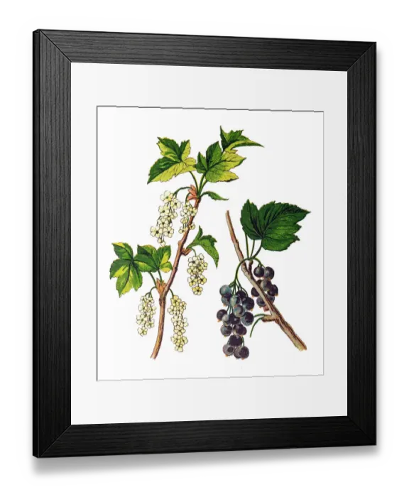 Framed Print : The blackcurrant or black currant (Ribes nigrum) Framed Print : The blackcurrant or black currant (Ribes nigrum)