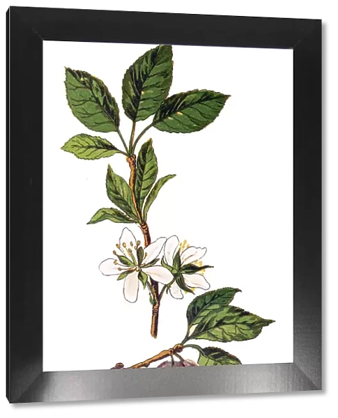 Wild Plum, Prunus domestica
