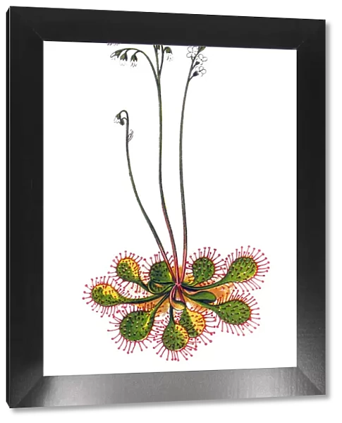 Drosera rotundifolia, the round-leaved sundew or common sundew
