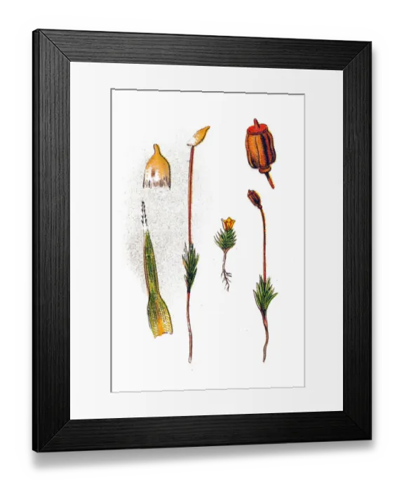Framed Print : Polytrichum piliferum Framed Print : Polytrichum piliferum