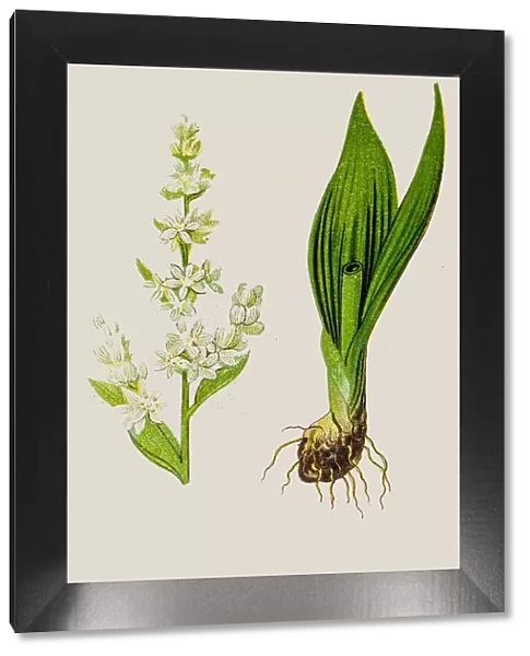 Veratrum album, perennial herb known as hemetic in antiquity, with high poisonous roots