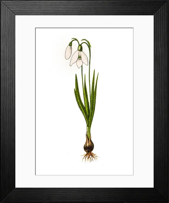 Framed Print : Galanthus nivalis, the snowdrop or common snowdrop Framed Print : Galanthus nivalis, the snowdrop or common snowdrop