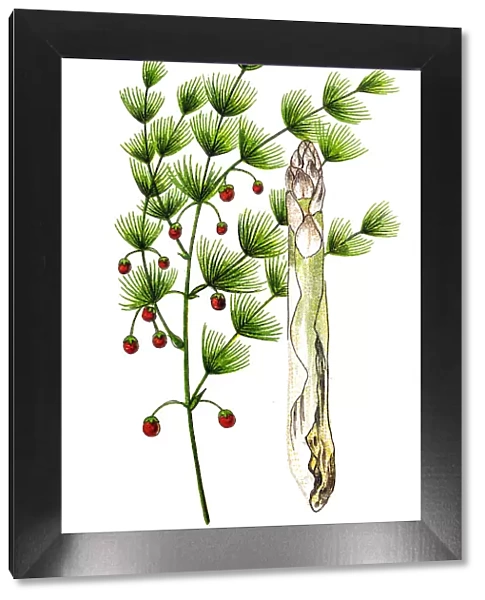 Asparagus, or garden asparagus, folk name sparrow grass, scientific name Asparagus officinalis