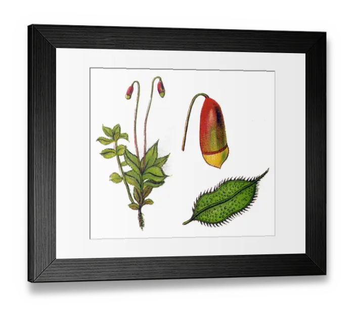 Framed Print : Pointed-leaved moss (bryum acyphilum) Framed Print : Pointed-leaved moss (bryum acyphilum)