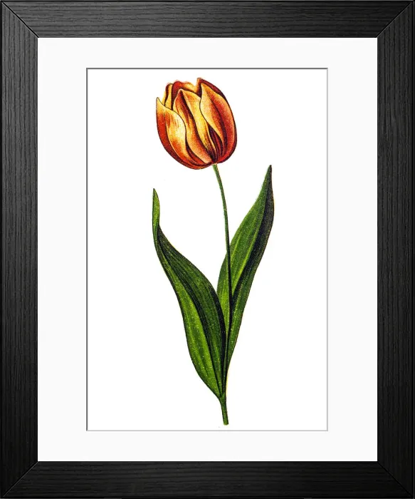 Framed Print : Tulipa gesneriana, the Didiers tulip or garden tulip, is a species of plants in the lily family Framed Print : Tulipa gesneriana, the Didiers tulip or garden tulip, is a species of plants in the lily family